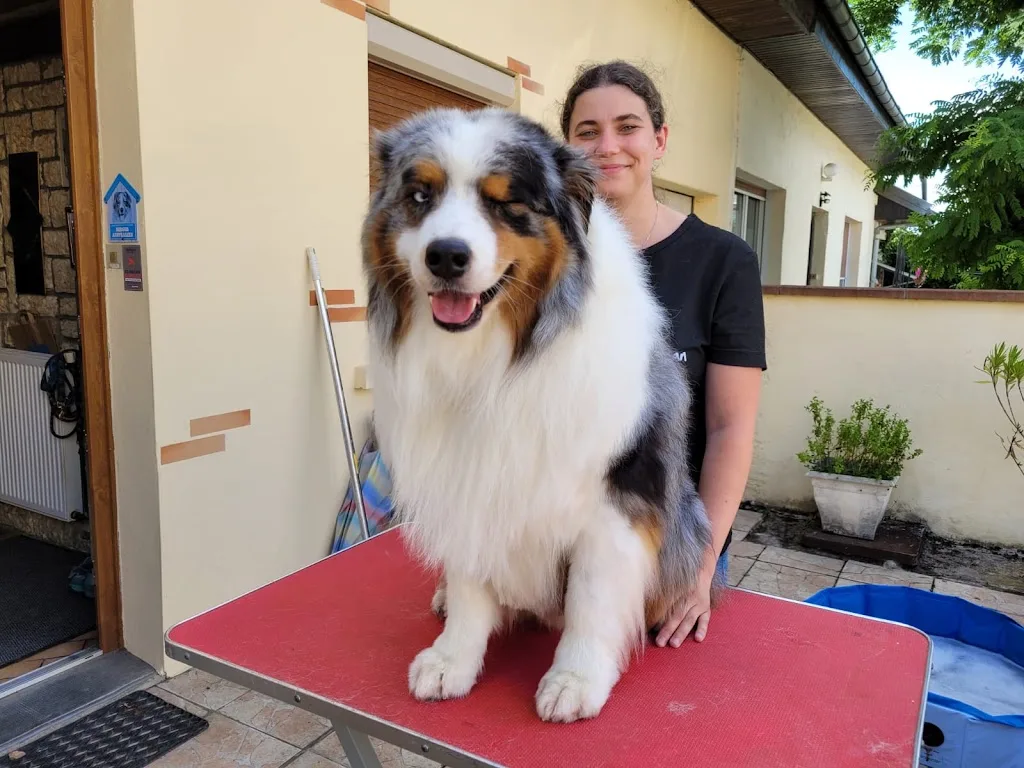 Nom d'un chien ! Toilettage, Pension familiale et Médiation animale - photo 3