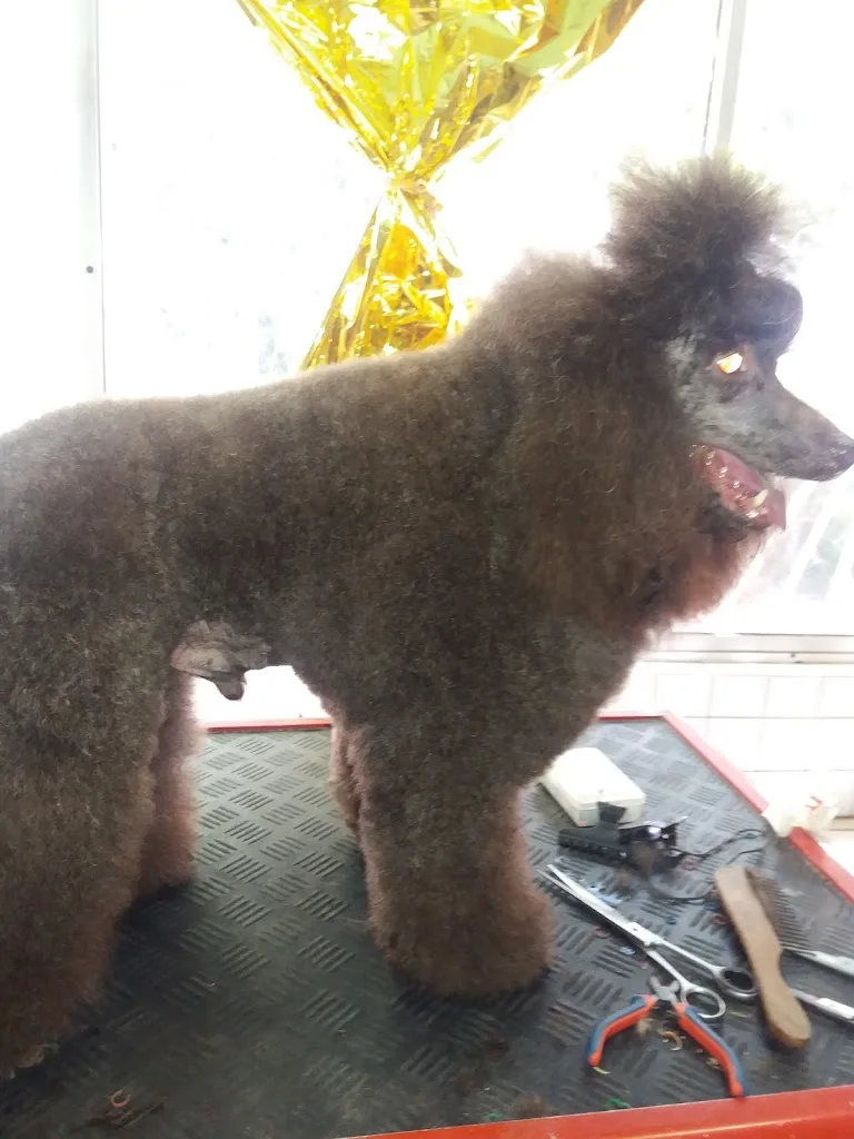 Au Bonheur des Chiens - photo 1