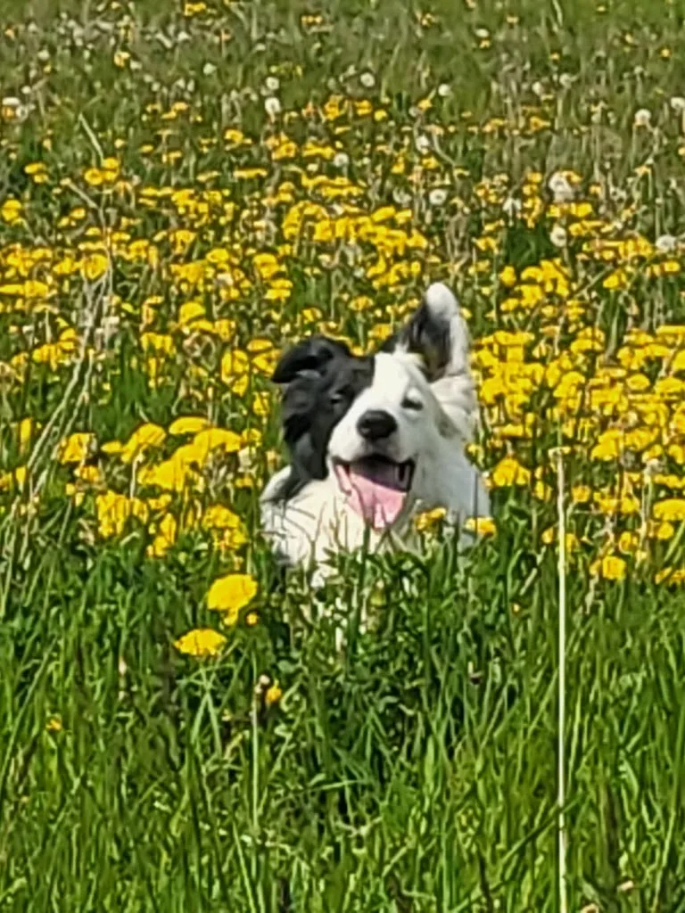 Douceur Canine - photo 1