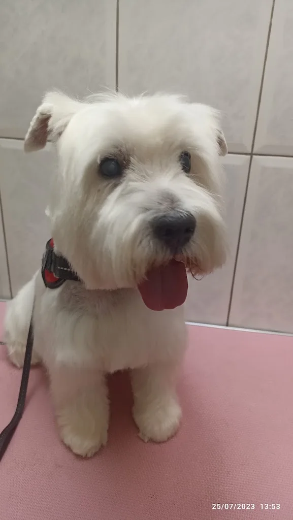 Au Plaisir du Chien - photo 1
