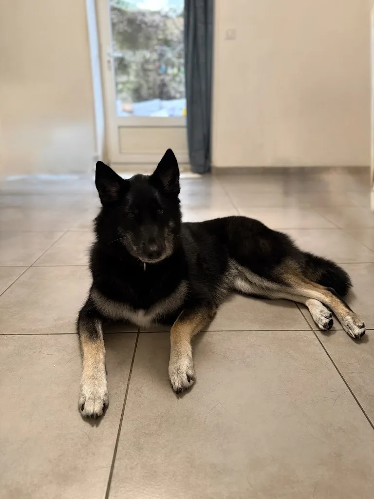 Pet’s Beauty - photo 2