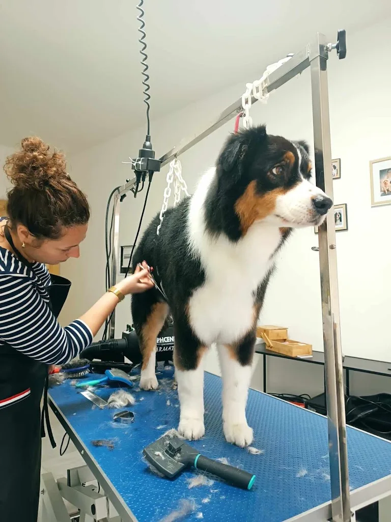 Le Salon Ella - Toilettage canin - photo 3