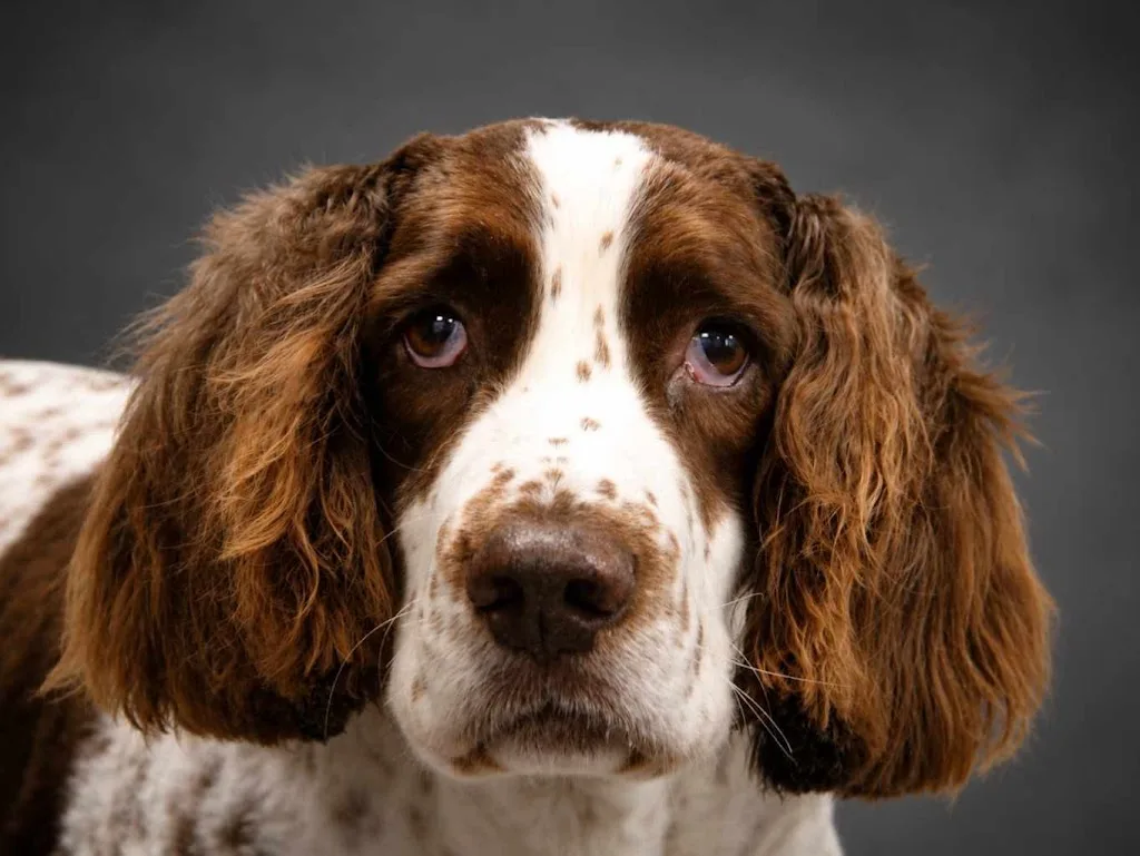 Fashion Dogs - photo 2