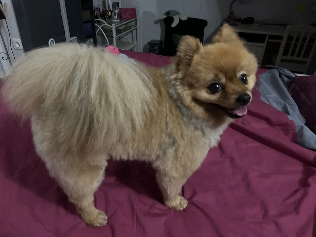 Un chien au poil - photo 1