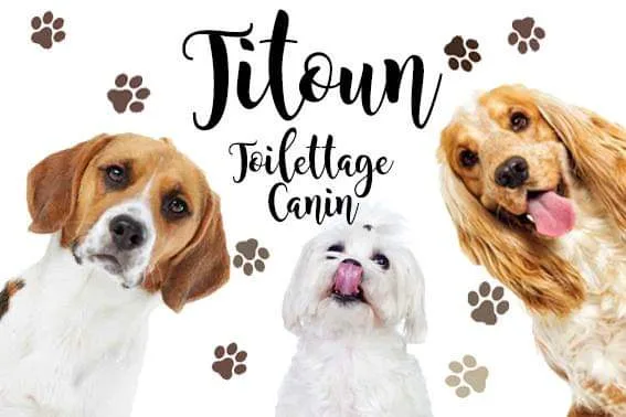 Titoun Toilettage Chien - photo 1