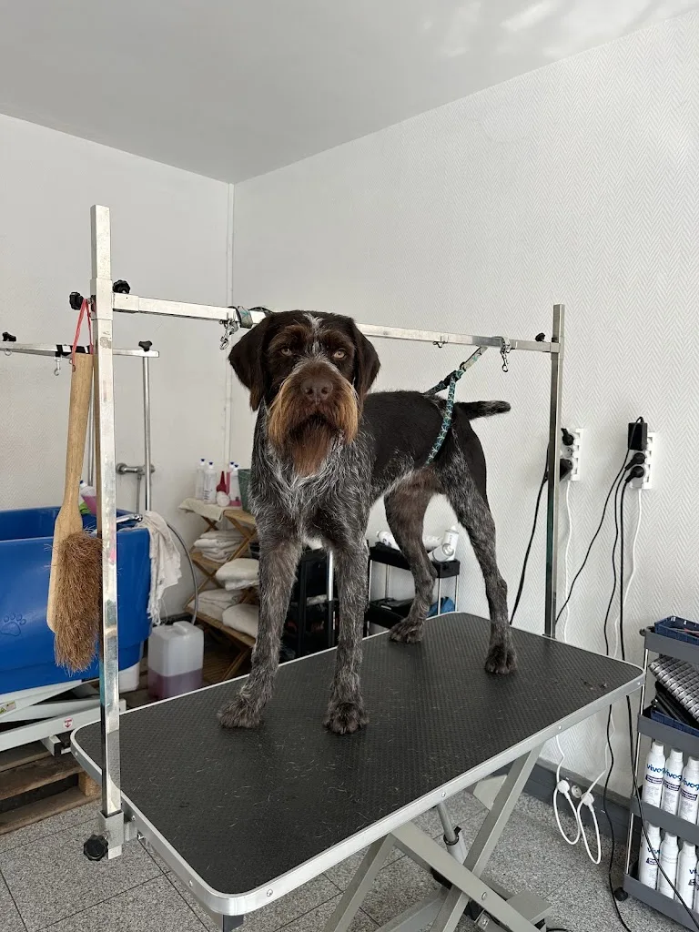 Au Toilettage - photo 2