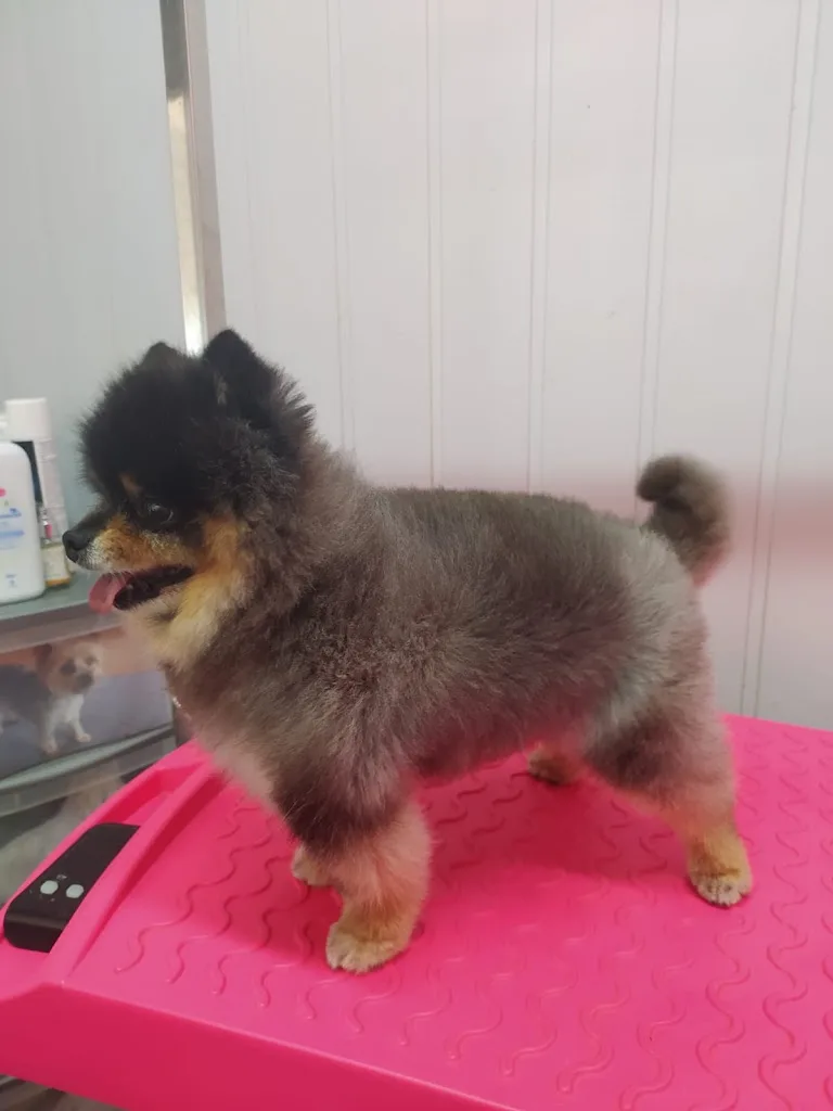 Cani Beaute - photo 2