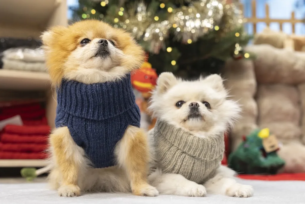 Pom d'Azur Paris - Toiletteur Chien - Traitement Alopécie du Spitz - Accessoires pour Chiens - photo 2