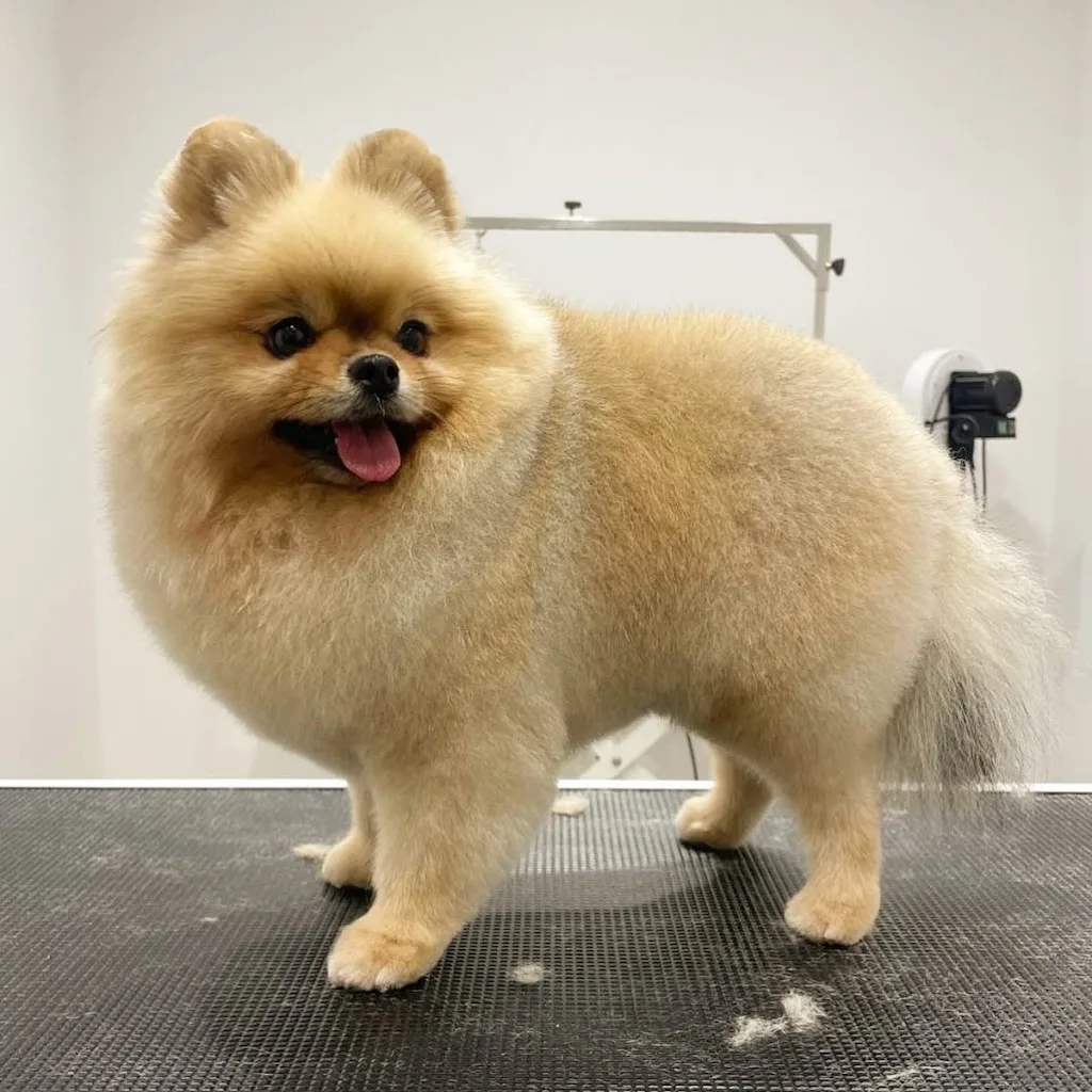 Tout Beau Tout Chien Salon de toilettage Chiens et Chats - photo 1