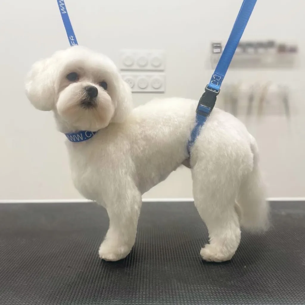 Tout Beau Tout Chien Salon de toilettage Chiens et Chats - photo 2