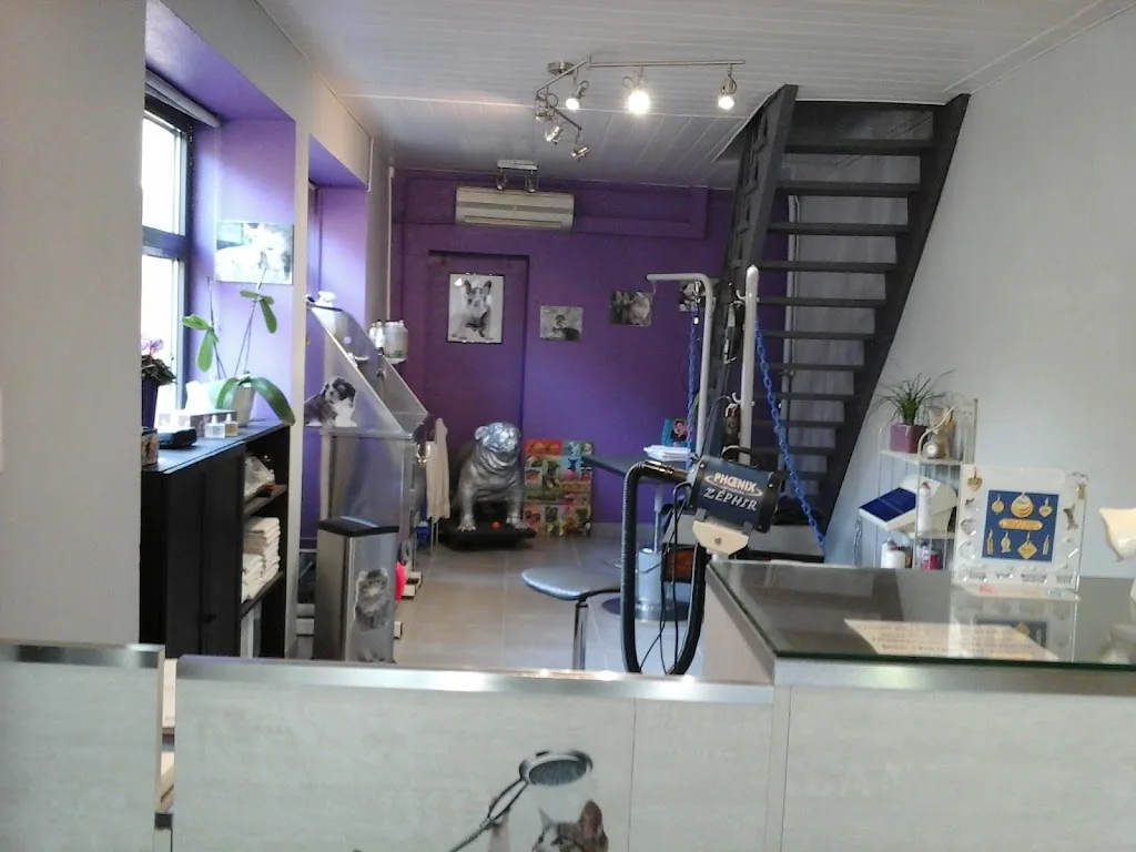 Toilettage Canin Accessoires - photo 1