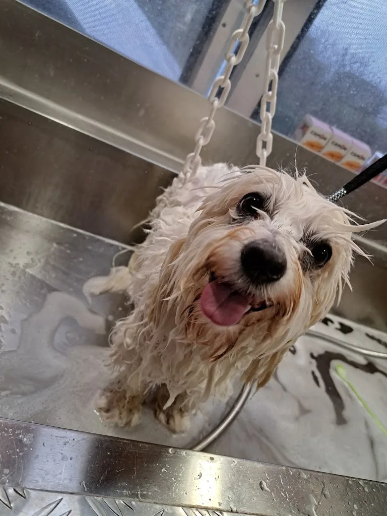 Cani’style hygiène et soins - photo 1