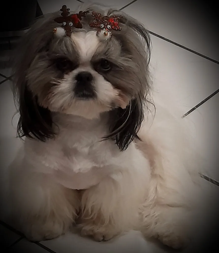 Cani’style hygiène et soins - photo 2