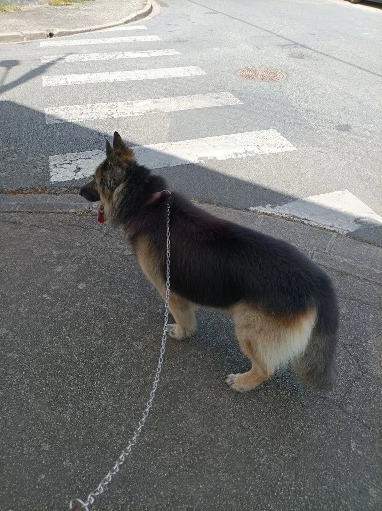 Au Chien Chic - photo 1