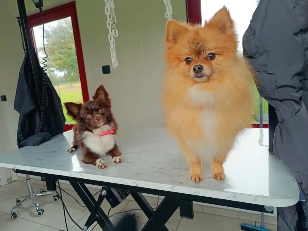 Atout Canin - photo 3