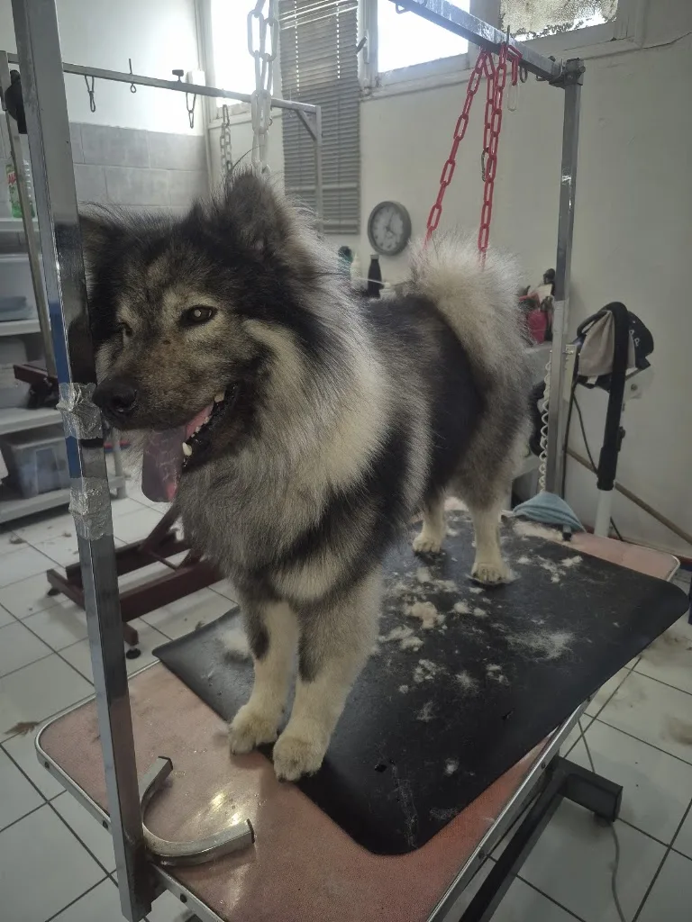 ATELIER MÉLI MÉLO TOILETTEUR POUR PETITS ET GROS CHIENS - photo 3