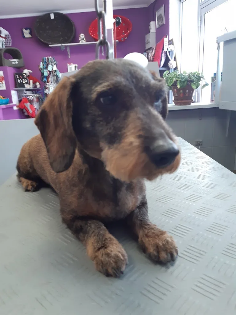 Chez Calinou toilettage chat et chien - photo 3