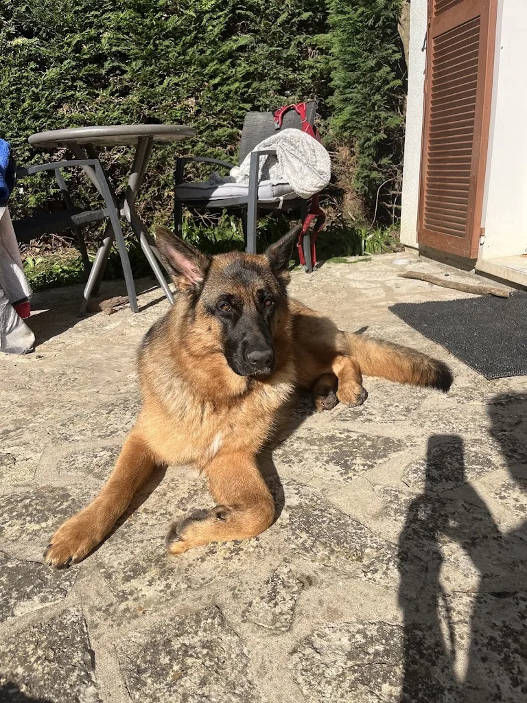 Au Chien Beaute Chat Alors - photo 2