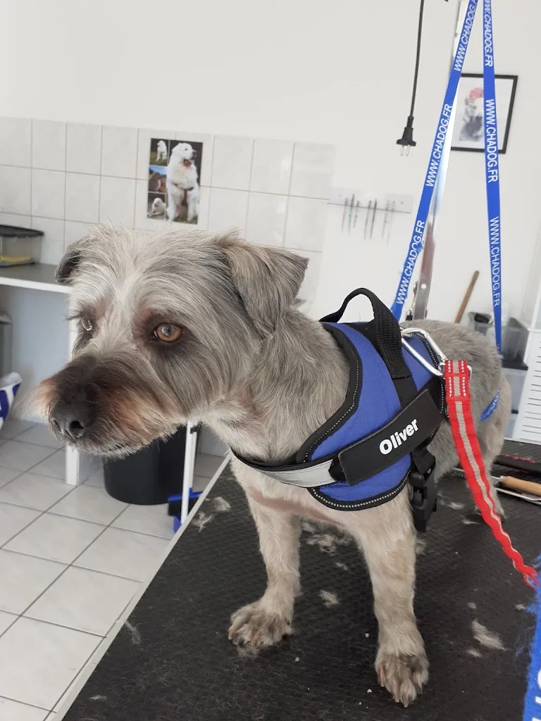 Au beau ti chien Grosbois Veronique - photo 2