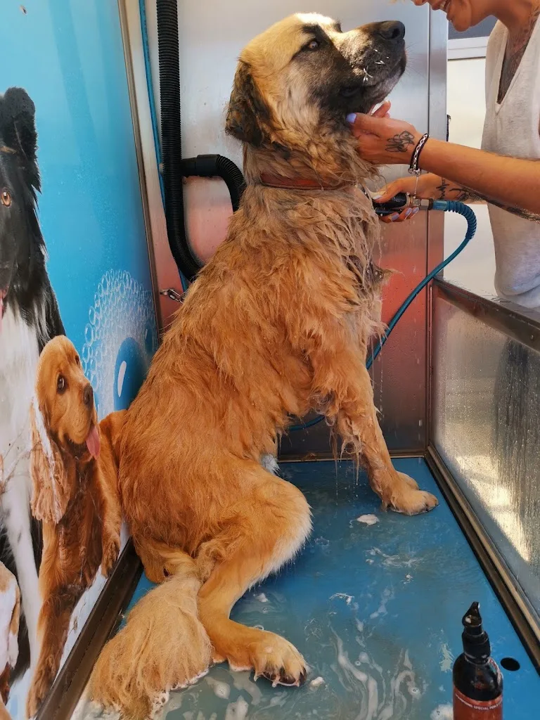 My Dog Wash - photo 1