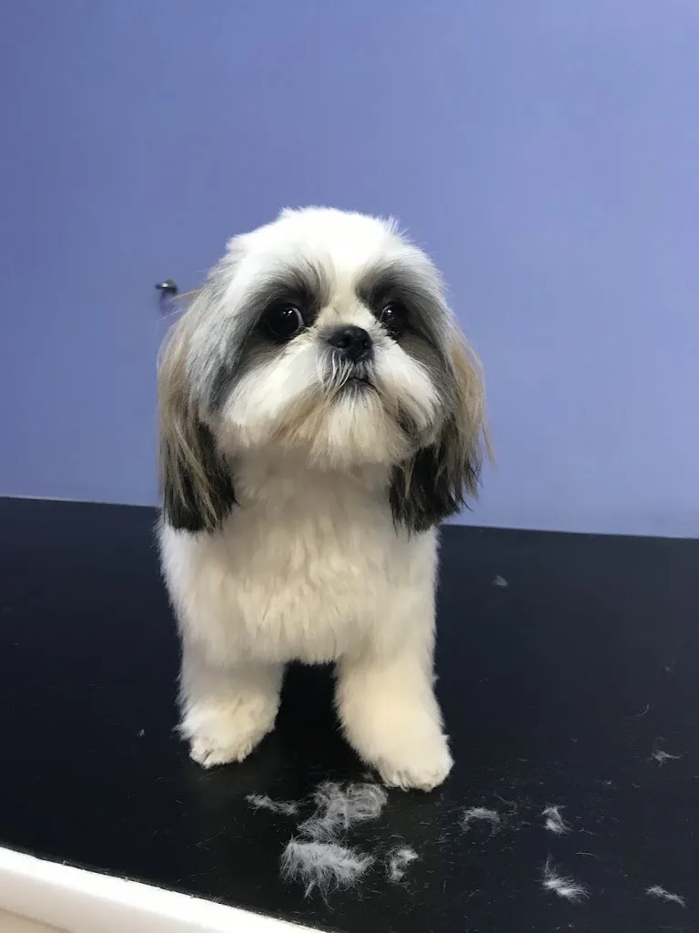 Au Happy Dog - photo 1