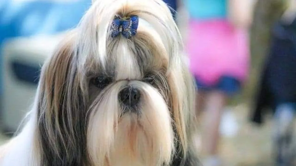 La Gent Canine - photo 2
