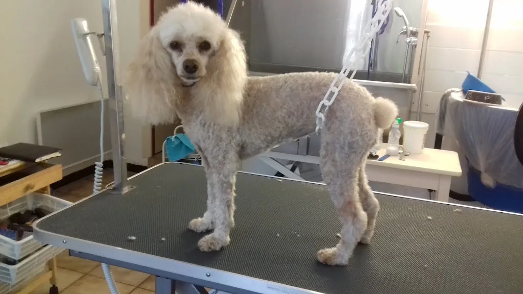 Pour toi mon chien - photo 1