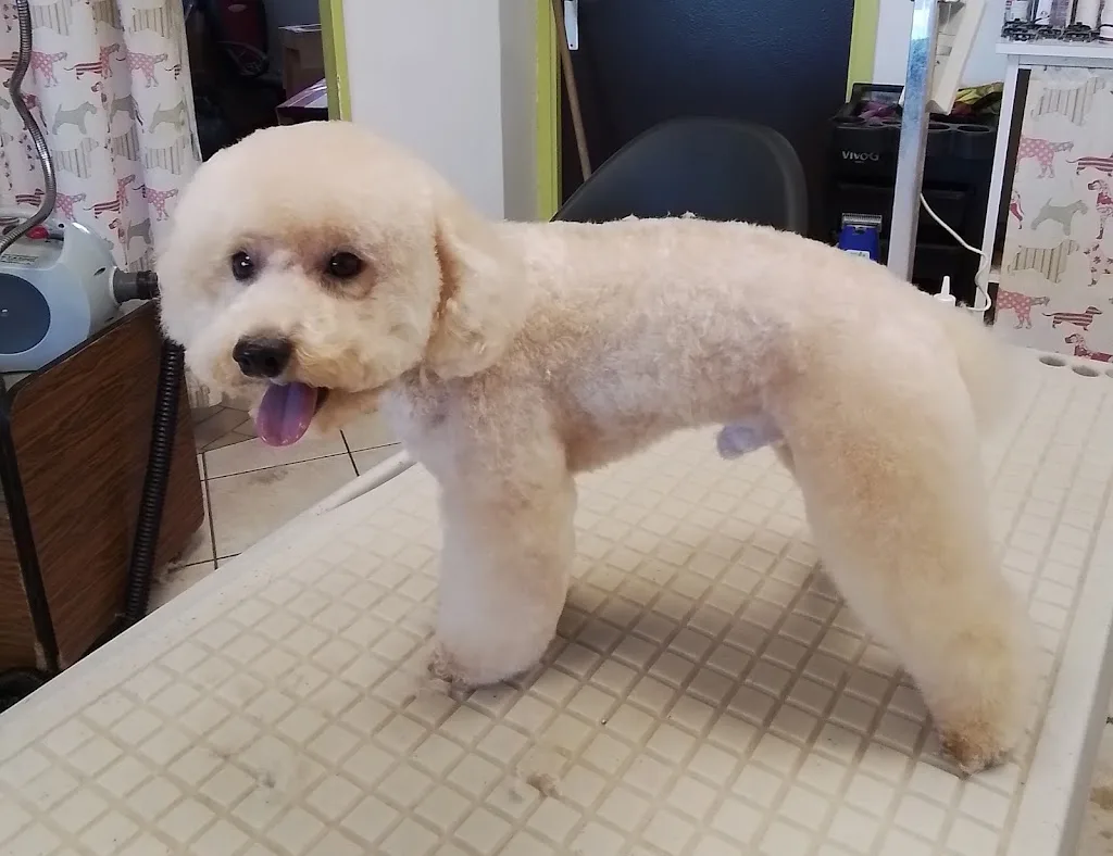 Peluche - photo 2