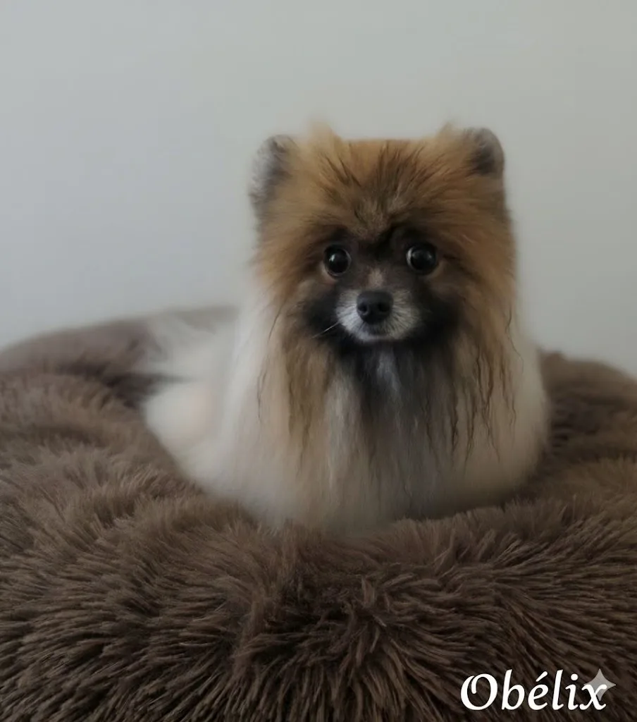 Douceur Canine - Toilettage à domicile pour chiens - photo 3