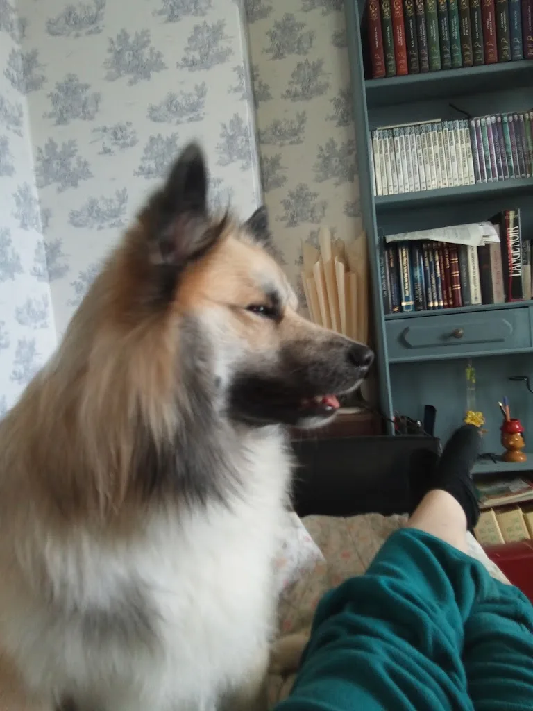 Dandy Dog - photo 2