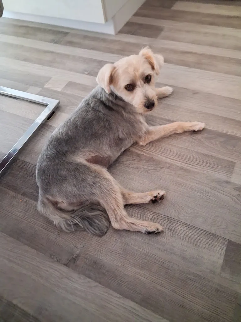 L'élégance Canine, Saint Mathurin - photo 1