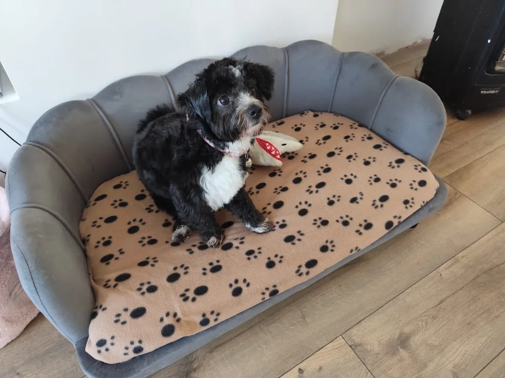Le Look Canin - photo 3