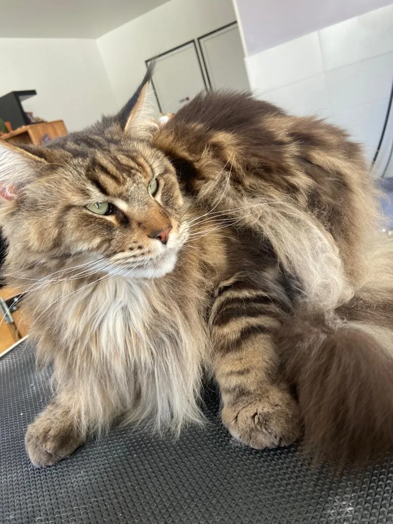 Toutou minou clean - photo 1