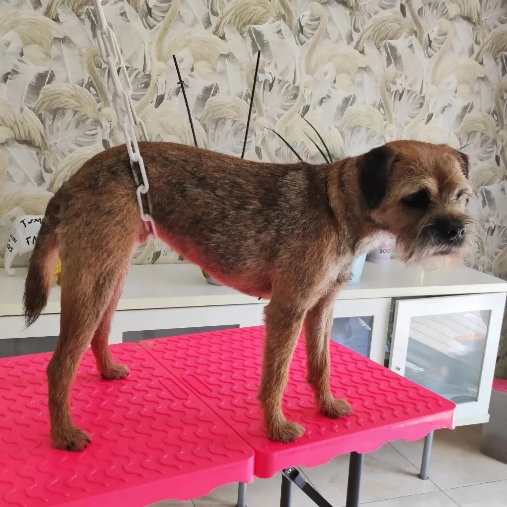 Créa'Tif Dog : Toilettage à domicile Igny et alentours - photo 3