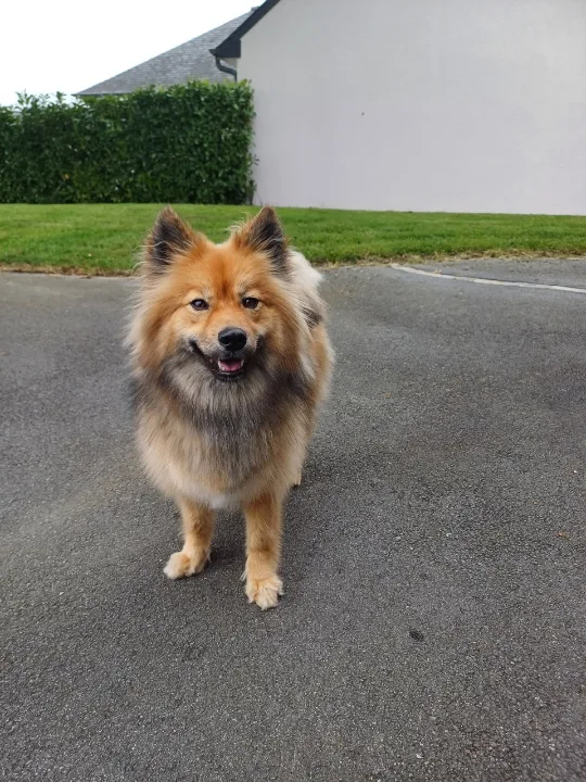 Elo-Dog - photo 2