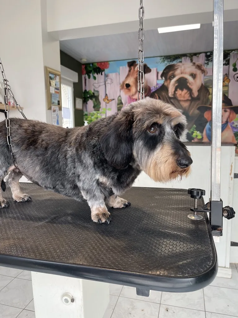 Dolly Toilettage Neau Suzy - photo 2