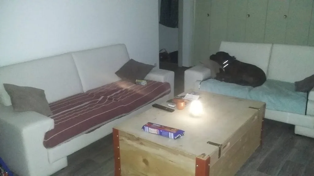 Nos amis à 4 pattes - photo 3