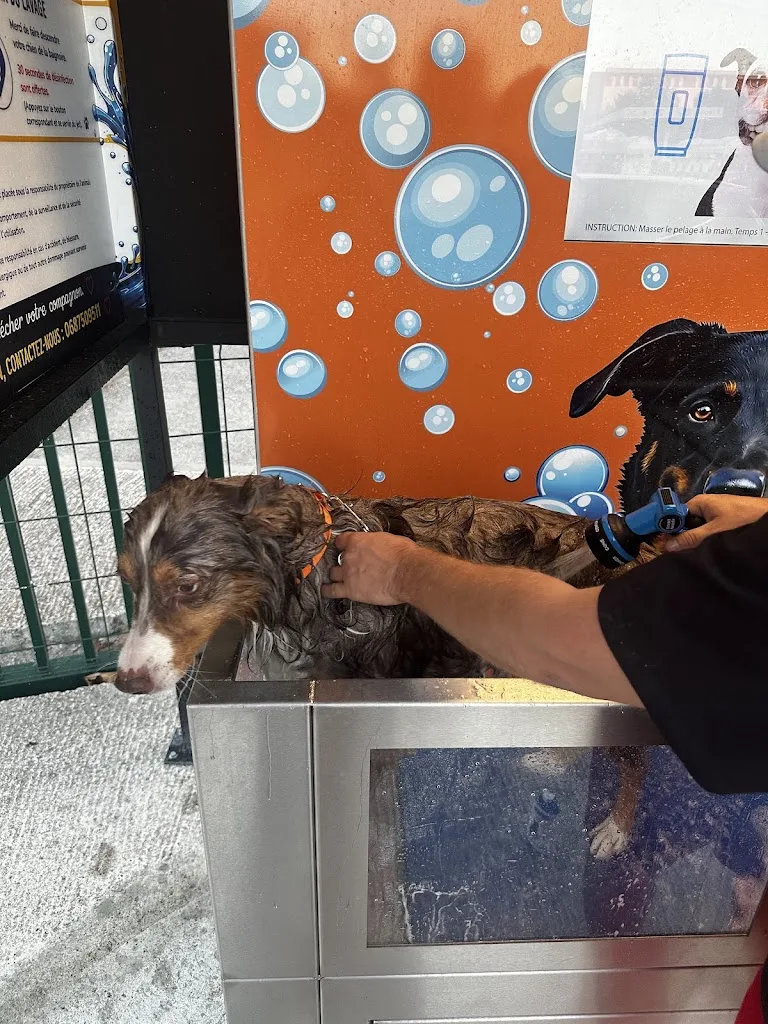 Sia Dogwash - photo 1