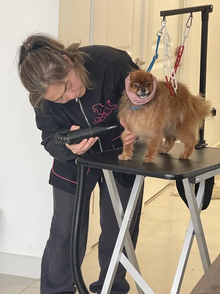 Nathalie Raux toilettage à domicile - photo 1
