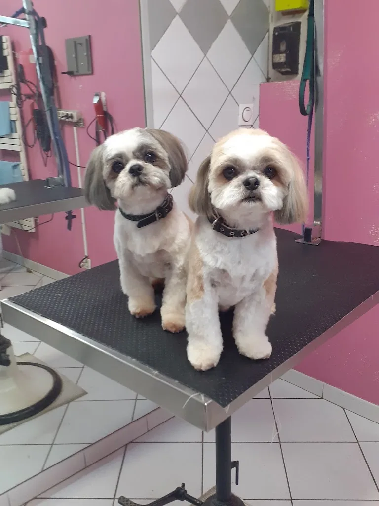 Au Chien Coquet | Toilettage canin - photo 3