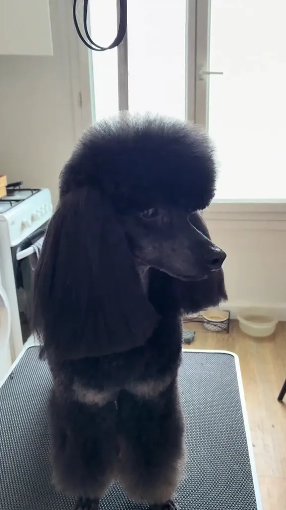 SC grooming - photo 1