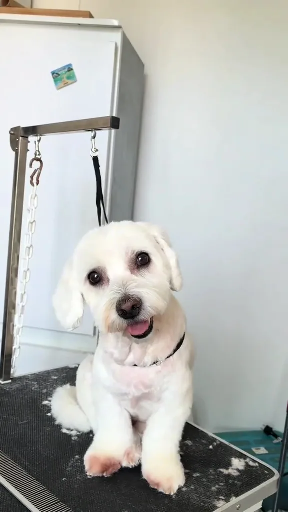 SC grooming - photo 2