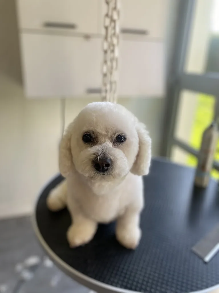 SC grooming - photo 3