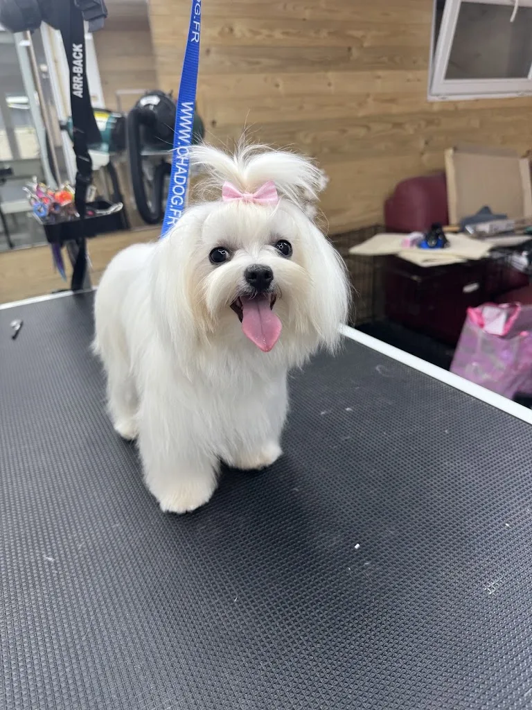 CHIC CANIN EI Salon de toilettage. - photo 1