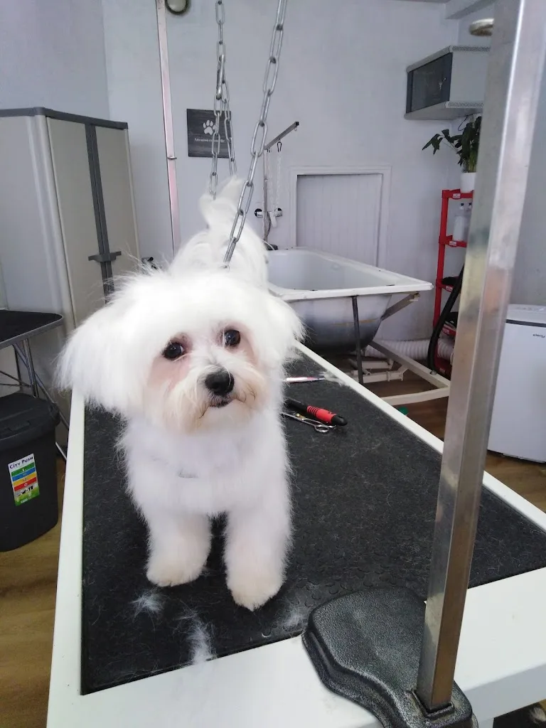 Salon de toilettage animalook - photo 1