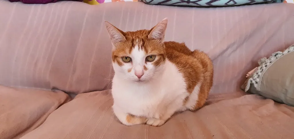 TOUS EN PATTES BY NADÈGE 🐾 - photo 1