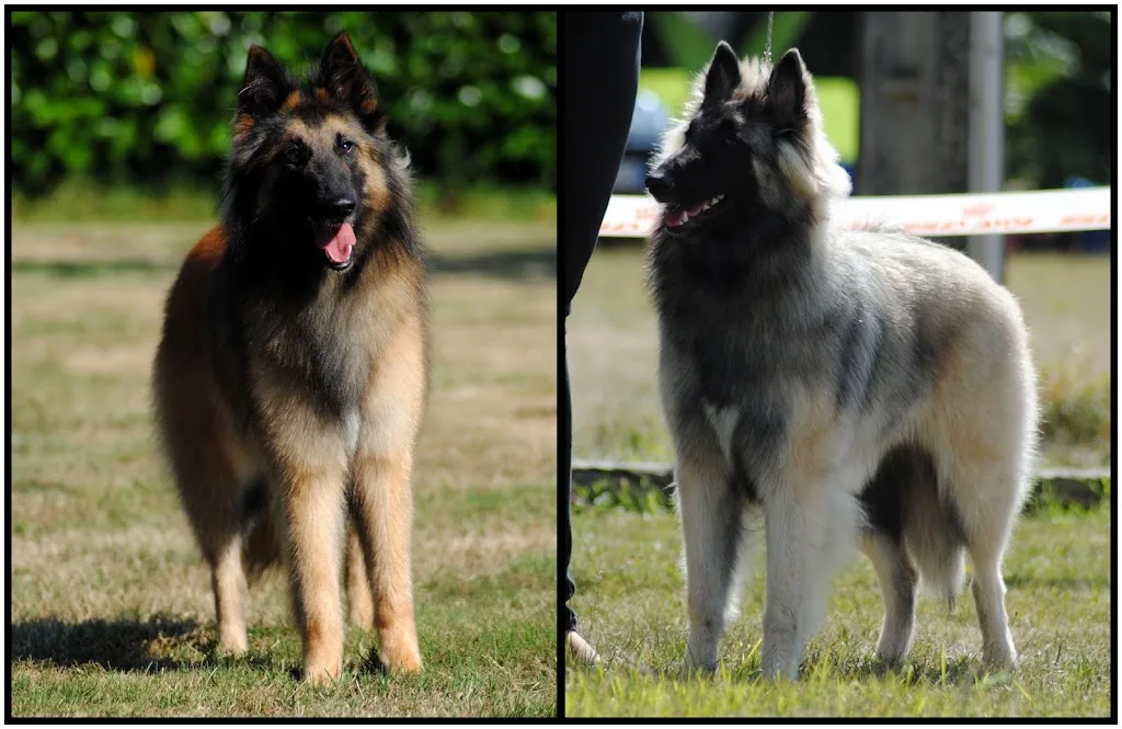 L'Espace Canin - photo 3