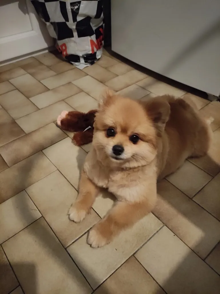 La Coquetterie du Chien - photo 1