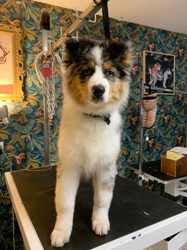 Le chien bleu - photo 1