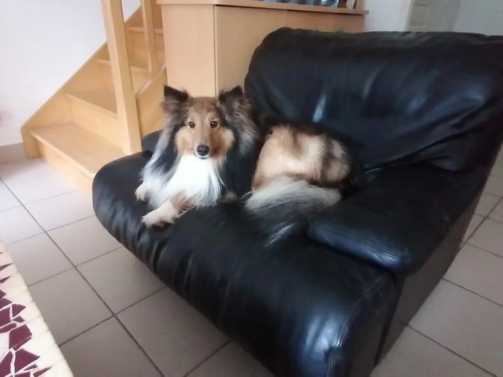Salon de Toilettage canin Toutounet - photo 2